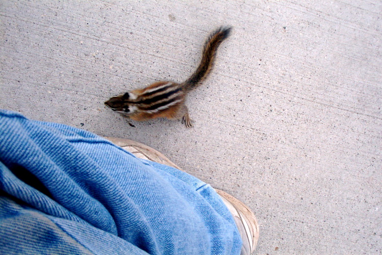 tiny and fearless