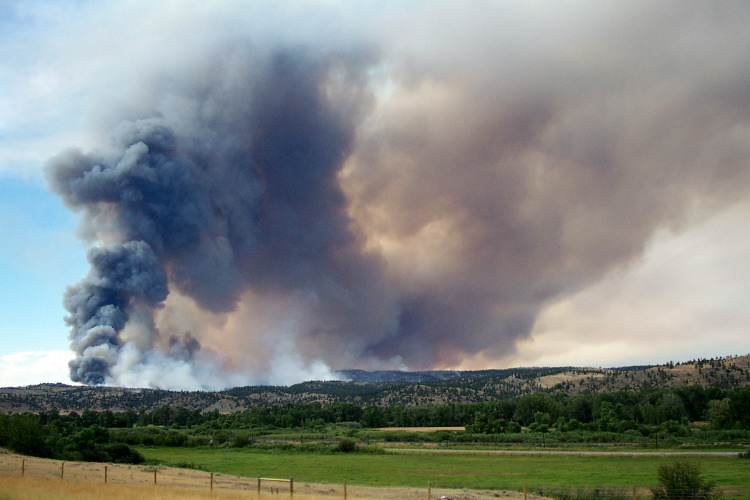 Massive Forest Fire