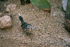 meep meep - Roadrunner