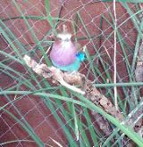 Colorful bird