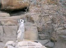 Standing Guard