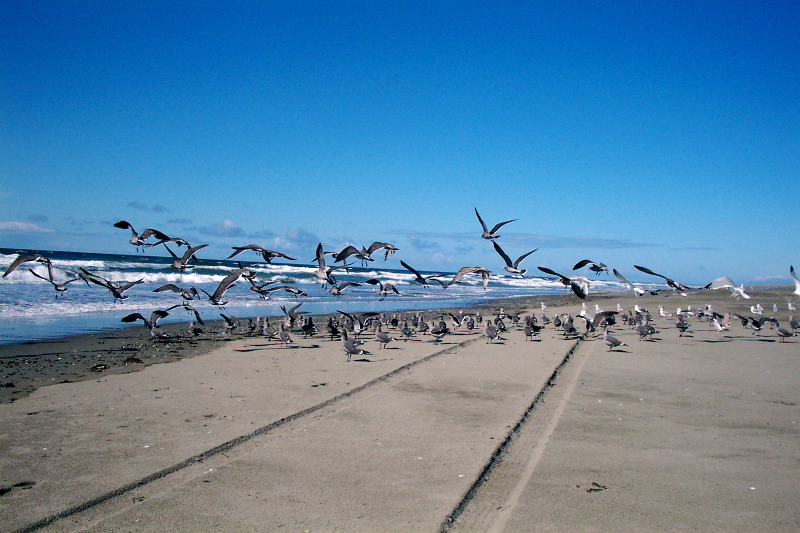 A Day at the Ocean