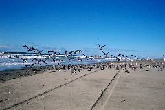 A Day at the Ocean
