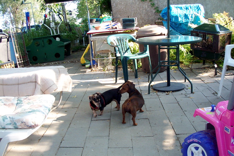 Pepper & Frita