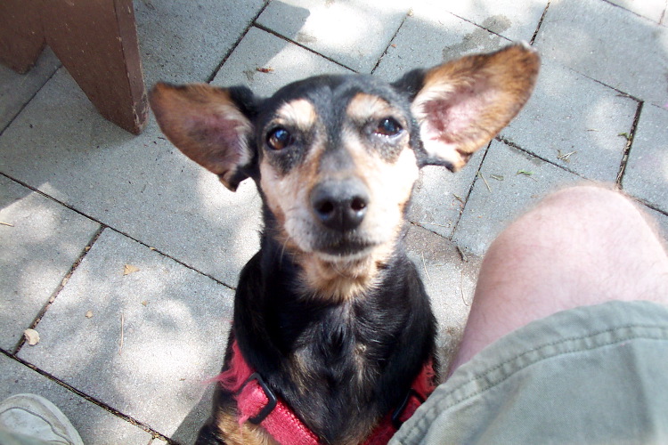 Pepper