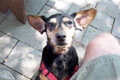 Pepper