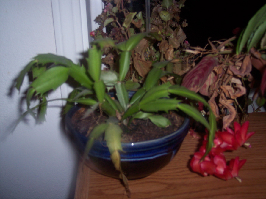 100_1818.JPG