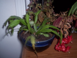 100_1818.JPG