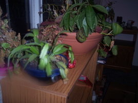 100_1819.JPG