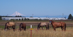 100_0390.JPG