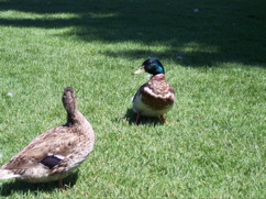 100_0589.JPG