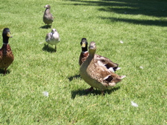 100_0590.JPG