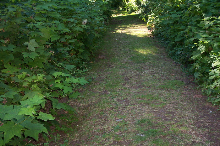 Can you see the bunny?