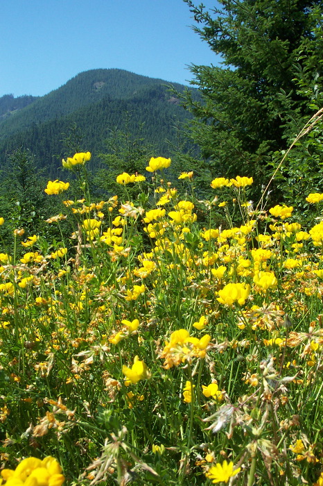 Forest Flowers