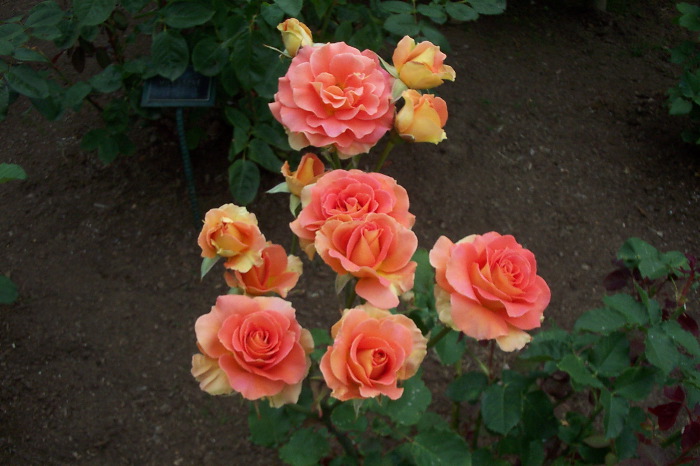 Brass Ensemble Roses