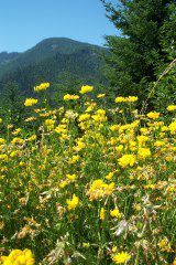 Forest Flowers