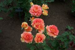 Brass Ensemble Roses