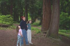 Big Trees - Illahe State Park