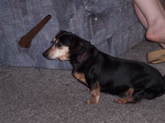 Pepper