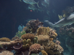 100_1484.JPG