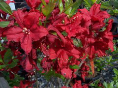 100_0171.JPG