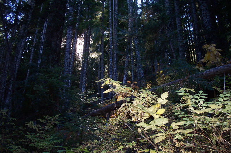 Sunlight and Leaves