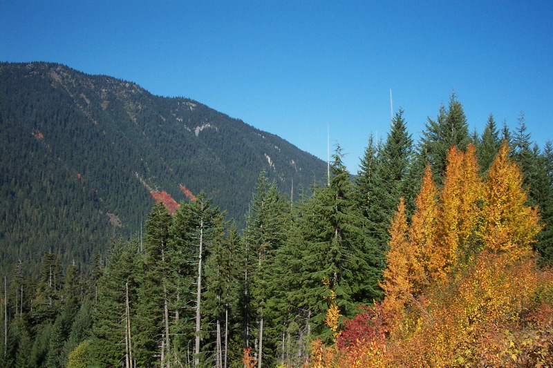 Fall colors