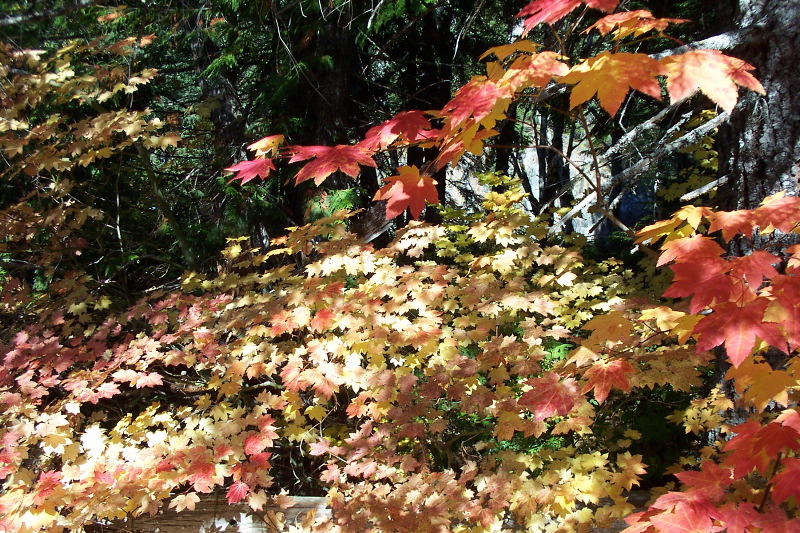 Pretty Leaves