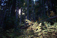 Sunlight and Leaves