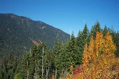Fall colors