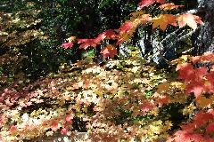 Pretty Leaves