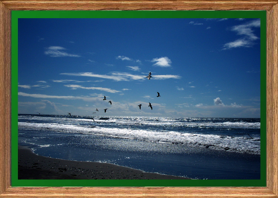 Pacific Seagulls