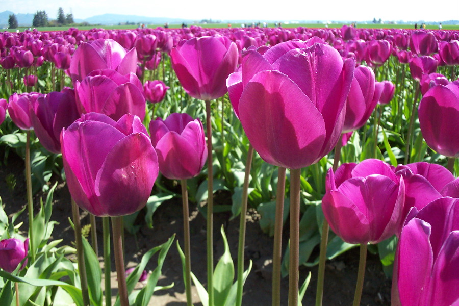 Purple Tulips