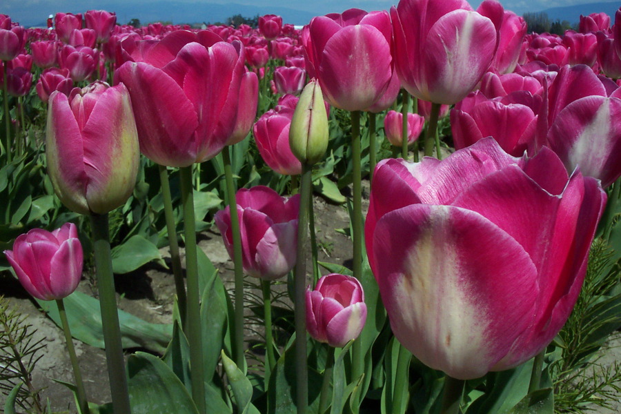 Red Tulips