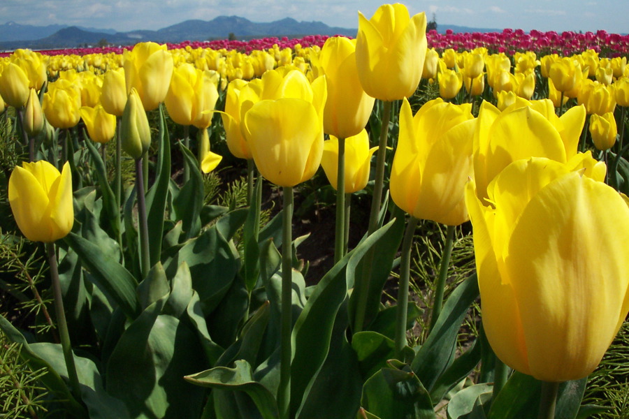 Yellow Tulips