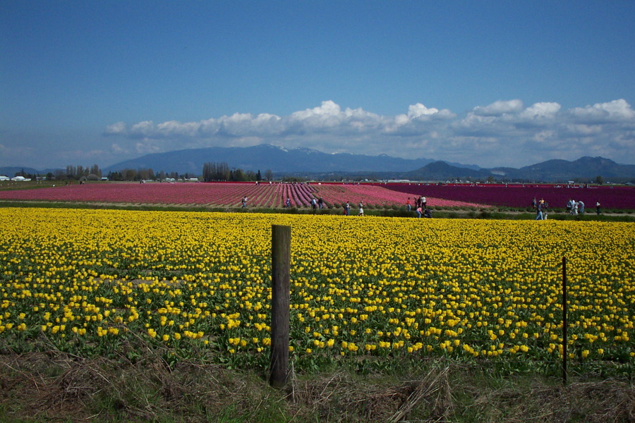 Tulip Farm