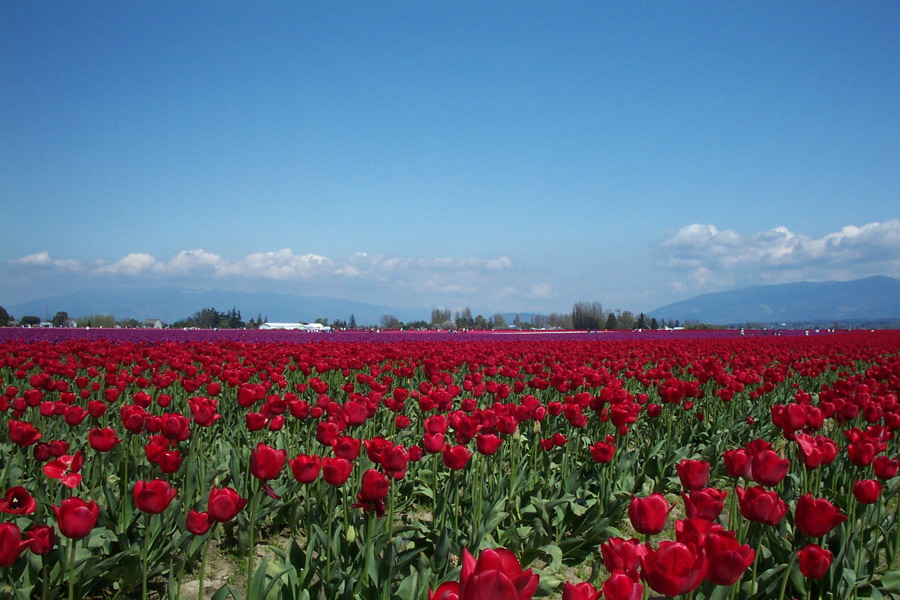 Tulip Fields near Burlington