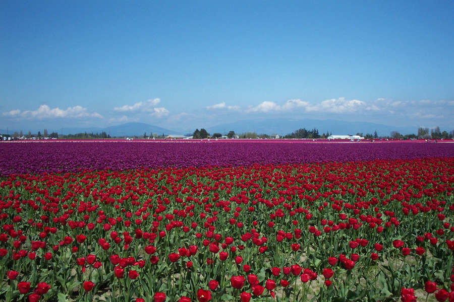 Purple and Red