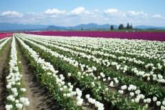 White Purple Red