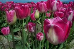 Red Tulips