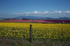 Tulip Farm