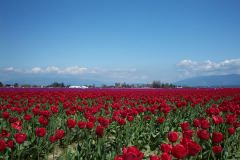Tulip Fields near Burlington