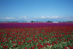 Purple and Red
