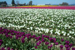 Purple White Red Yellow