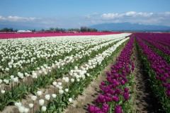 Pink White Purple