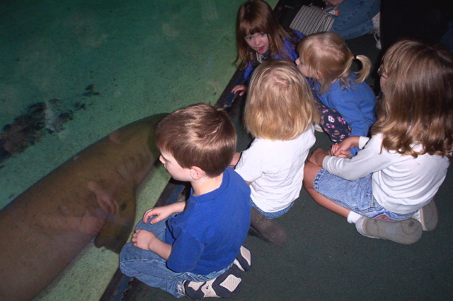 Watching Nurse Sharks