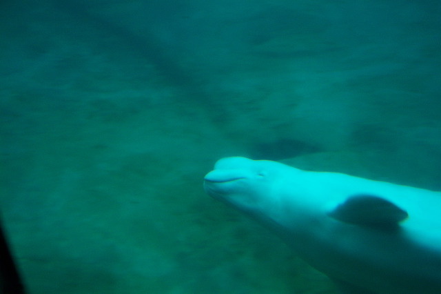 A Whale of a Grin