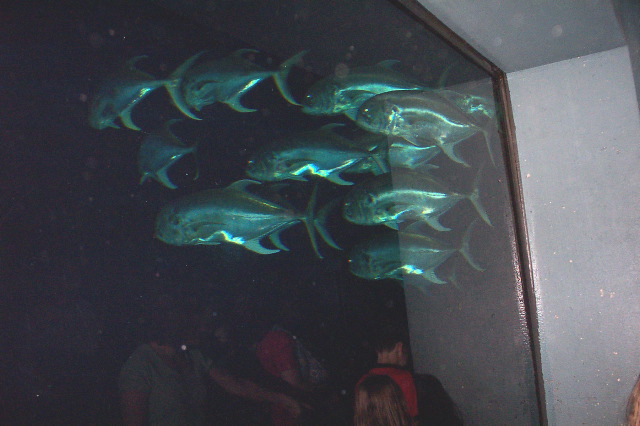 Albacore Tuna