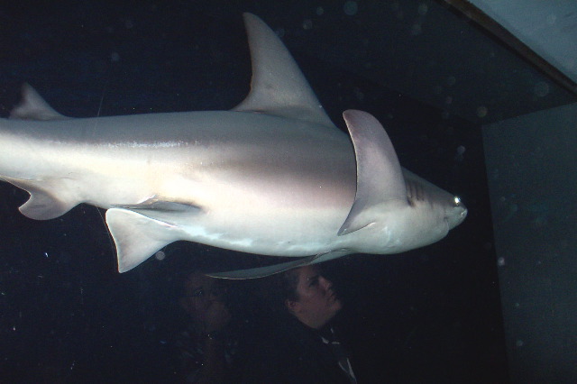 Tiger Shark