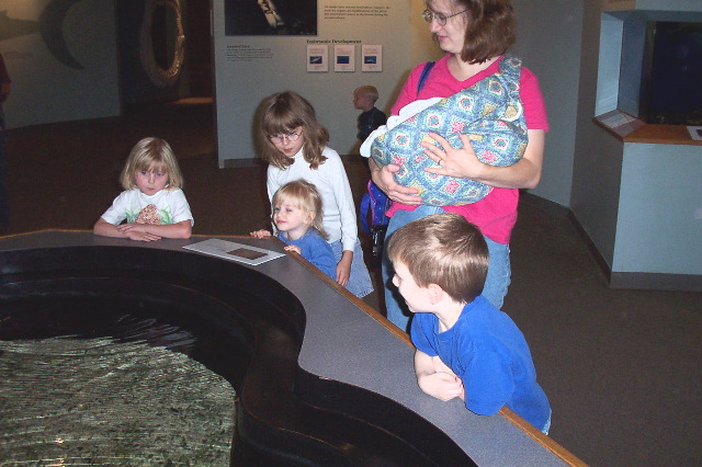 Baby Stingray Tank